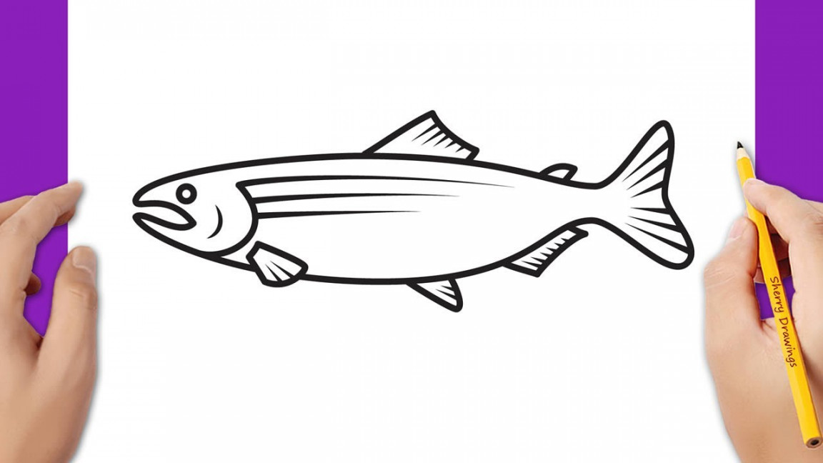 How to draw a salmon fish