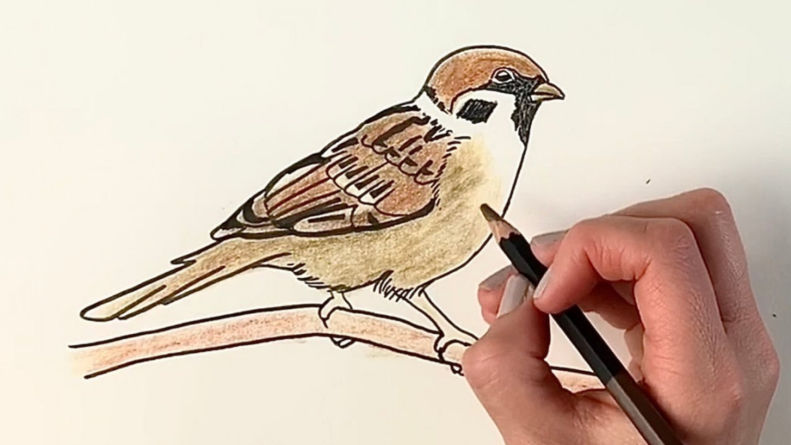 How to draw a sparrow sitting on a branch step by step