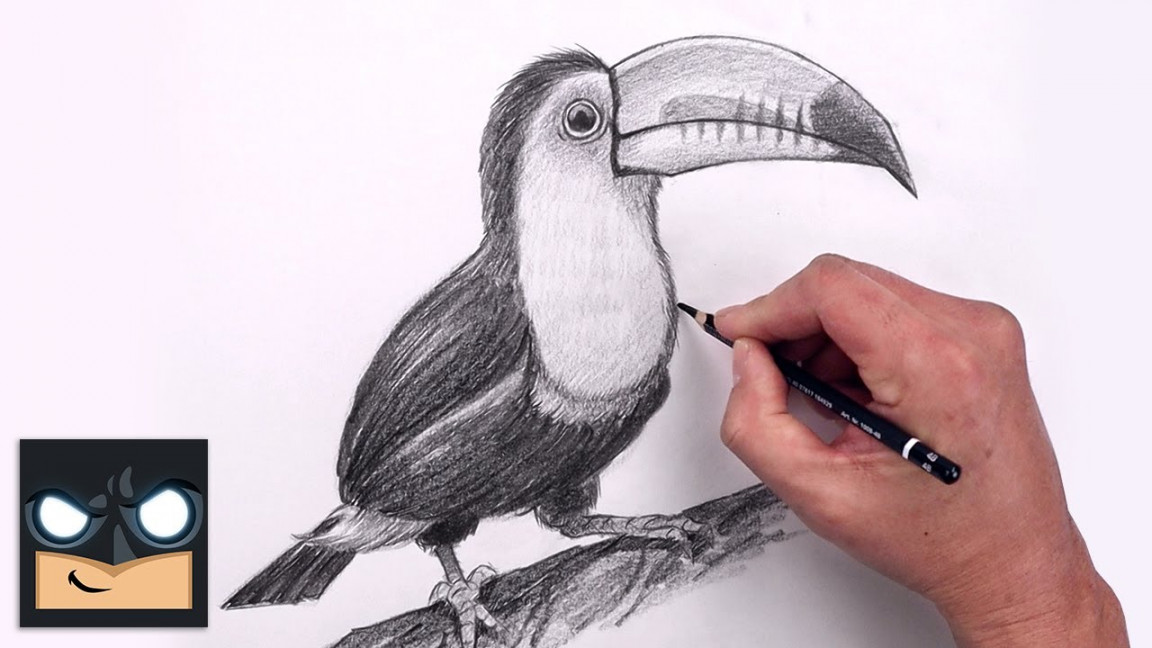 How To Draw a Toucan  Beginners Sketch Art Lesson (Step by Step)