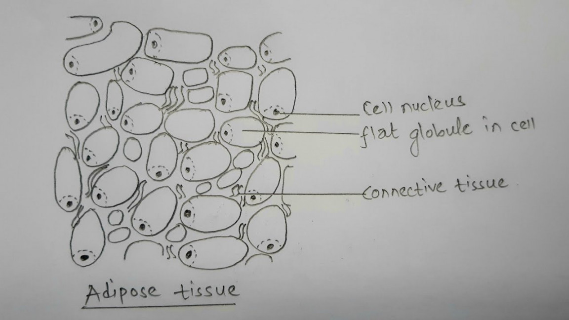 How to draw adipose tissue  most easy way