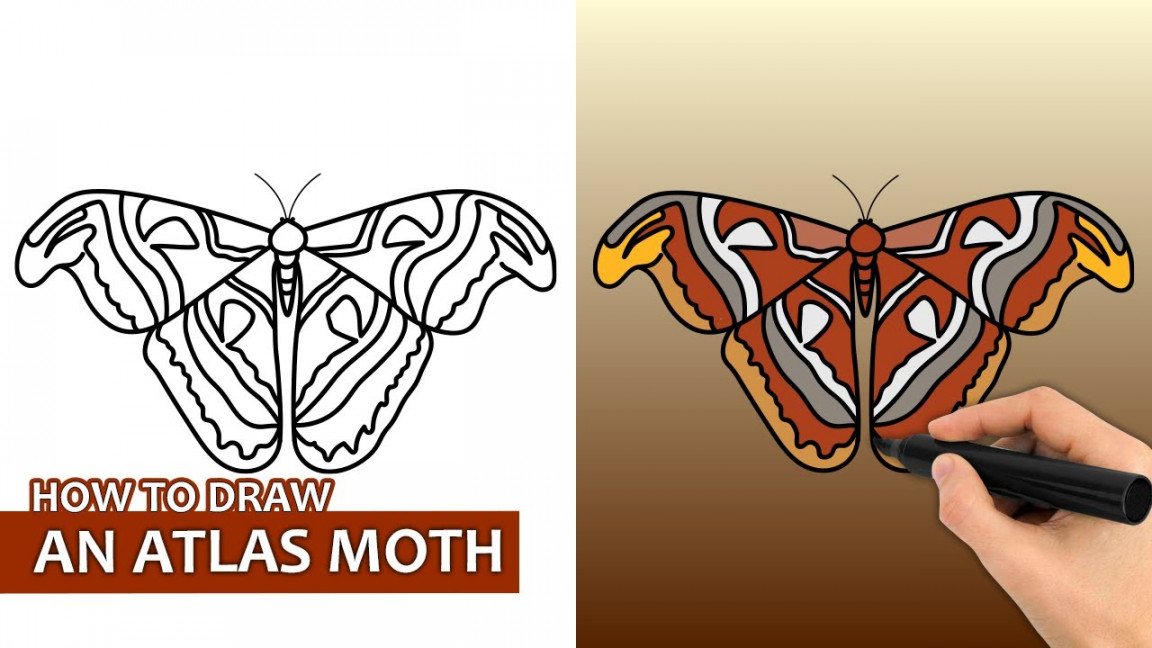 How To Draw An Atlas Moth (Easy Drawing Tutorial)