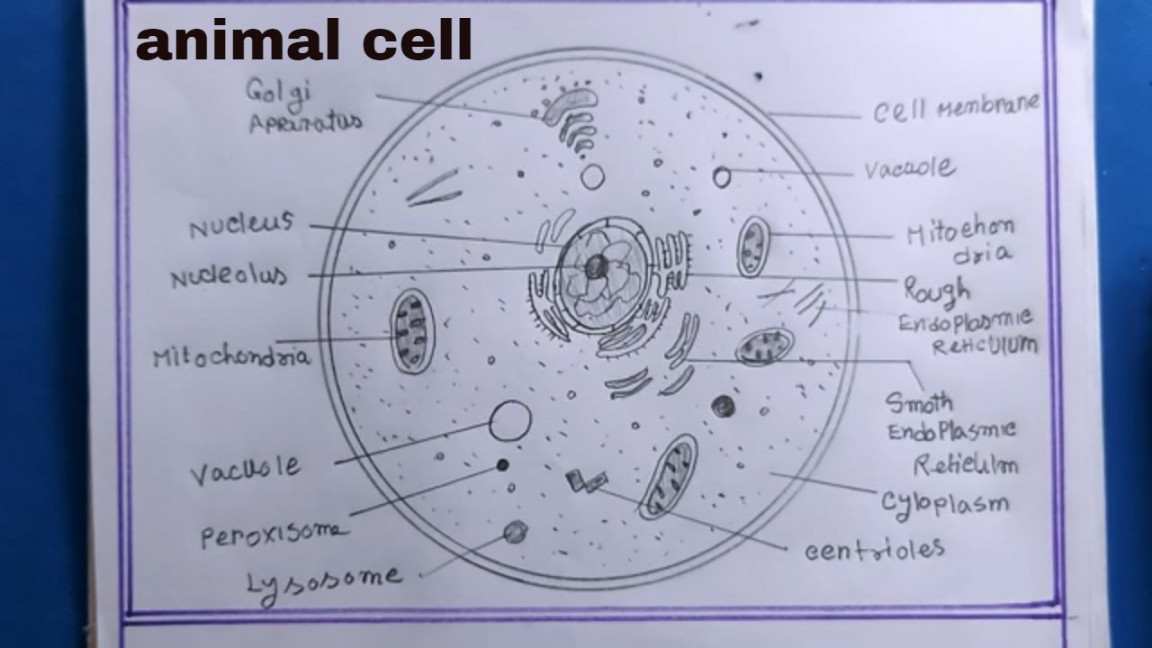 how to draw animal cell/animal cell drawing/how to draw animal cell class