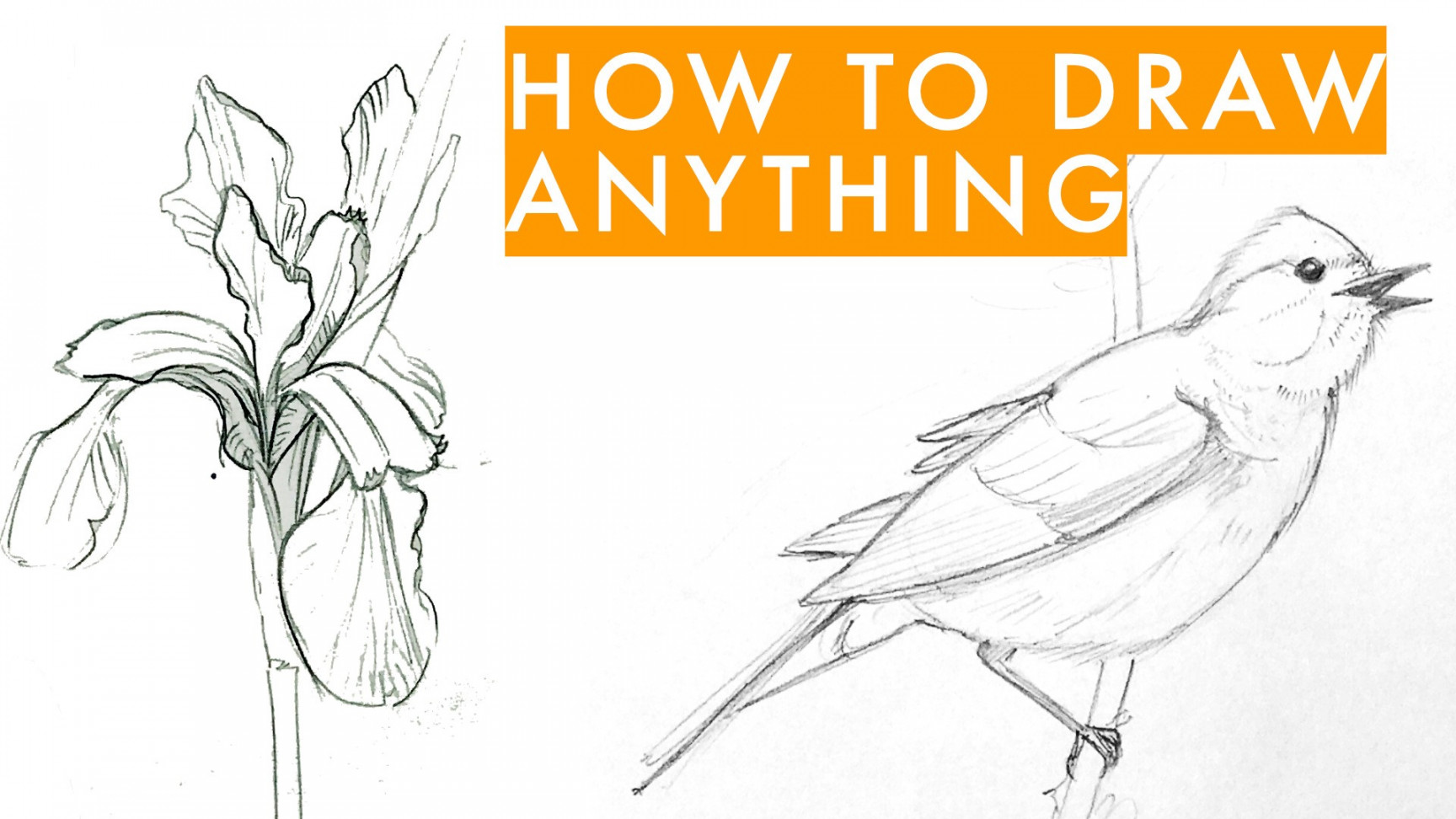 How to draw anything - learn sketching for beginners  Julia