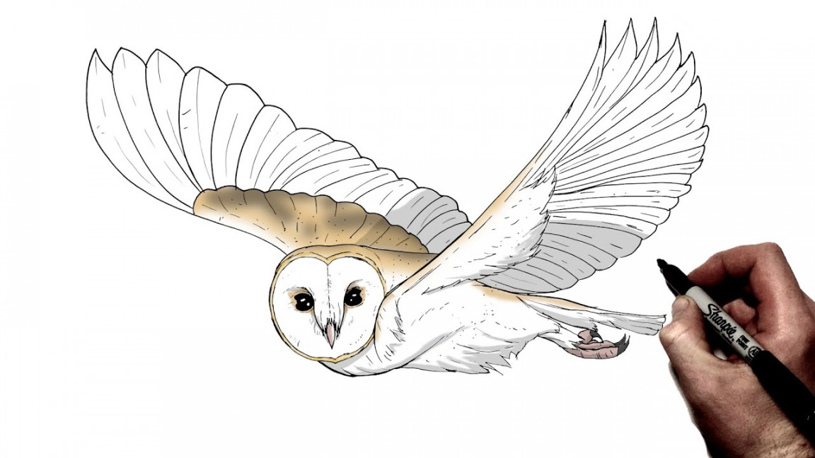 How To Draw Barn Owl (Flying)  Step By Step