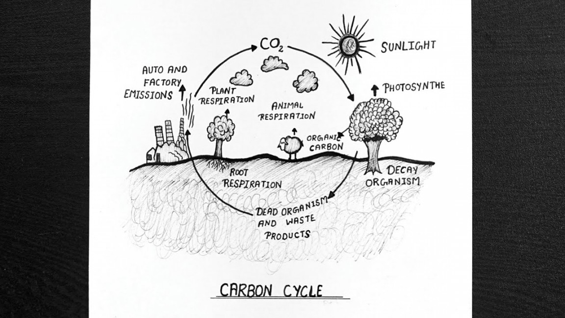 How To Draw Carbon Cycle  Carbon Cycle Diagram Step By Step