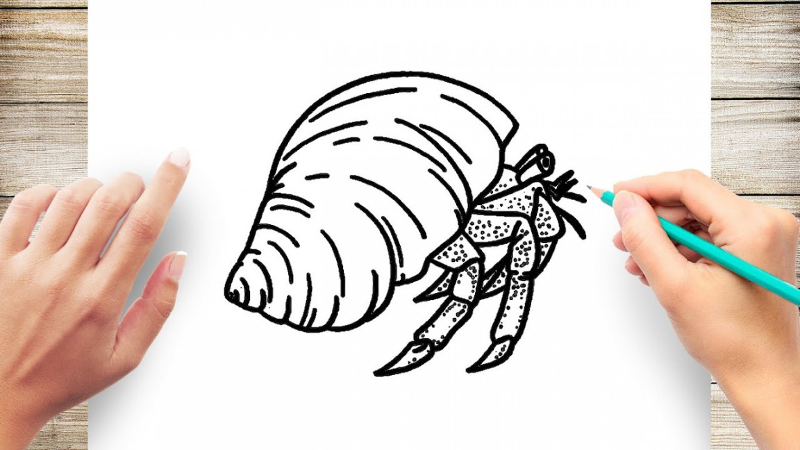 How to Draw Hermit Crab Easy