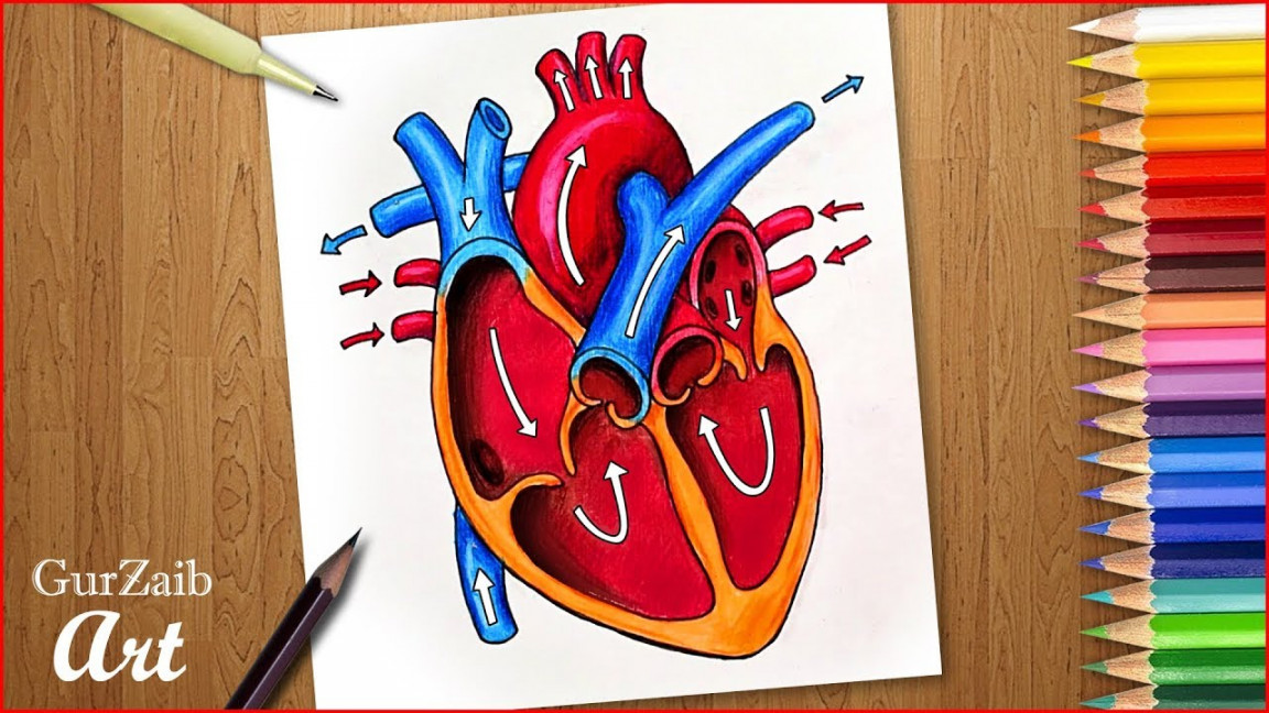 How to draw human heart diagram drawing  Heart anatomy drawing with color   easy - step by step