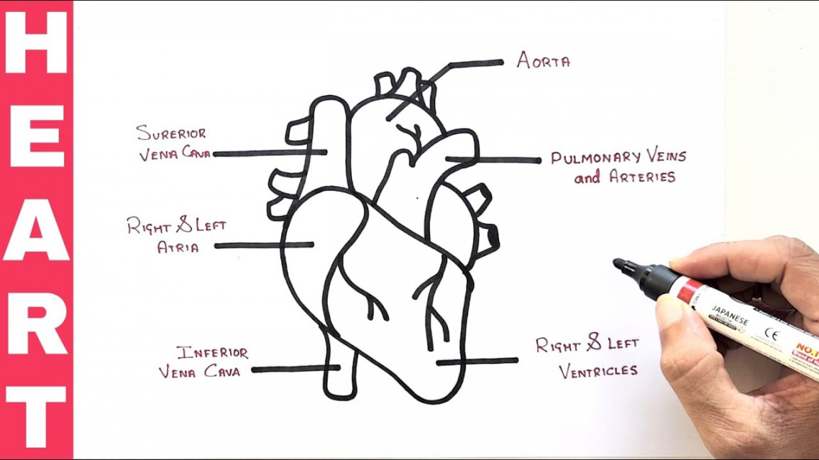 How to draw HUMAN HEART in easy way  Heart Diagram  Yokidz Channel   YoKidz Drawing