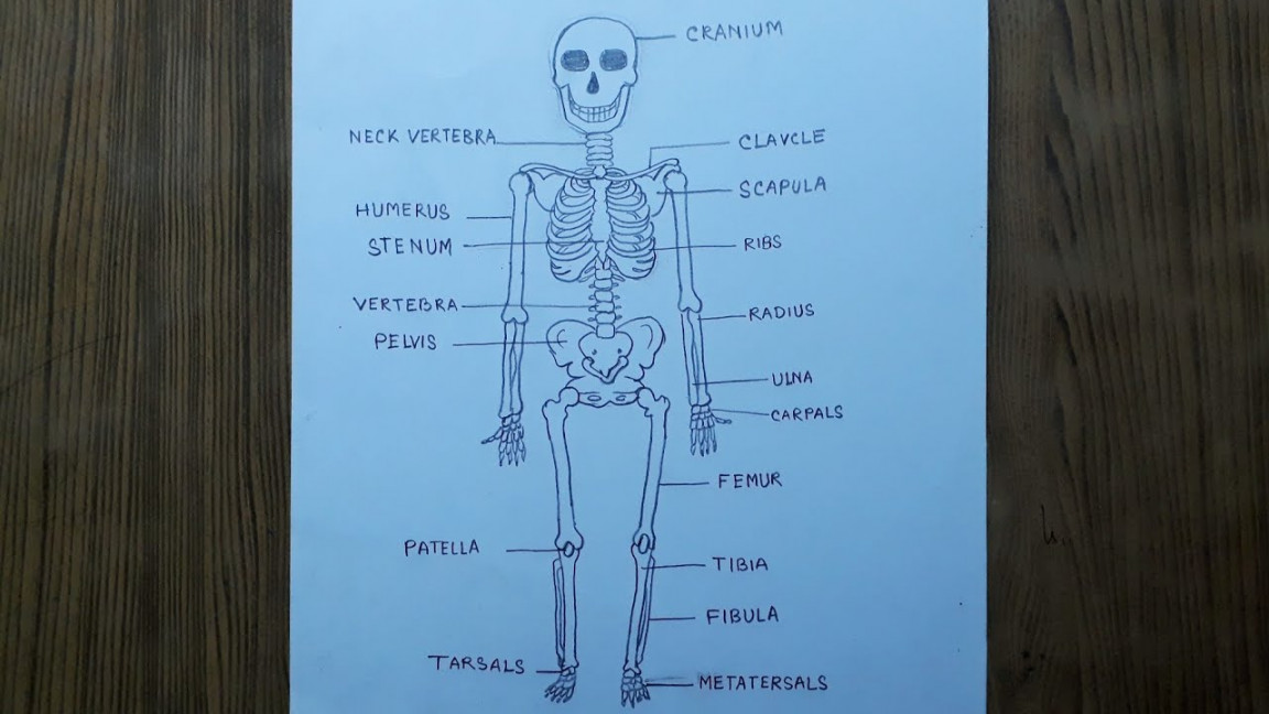 How to draw human skeleton step by step so easy