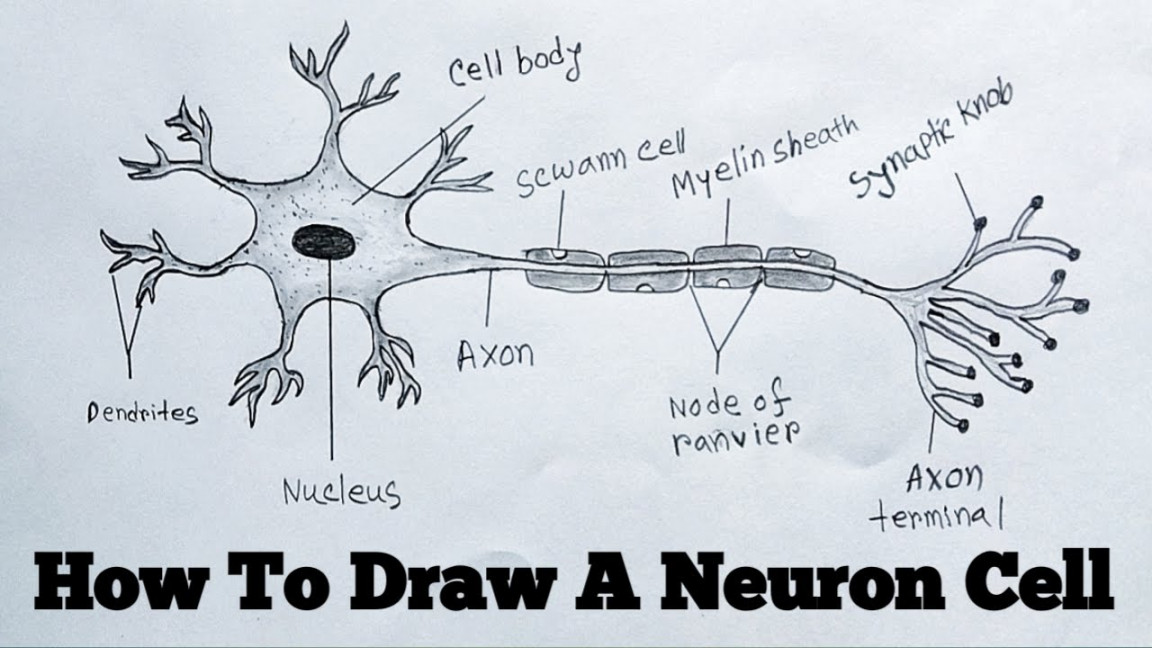 How To Draw Neuron Cell Easy/draw nervous system easy