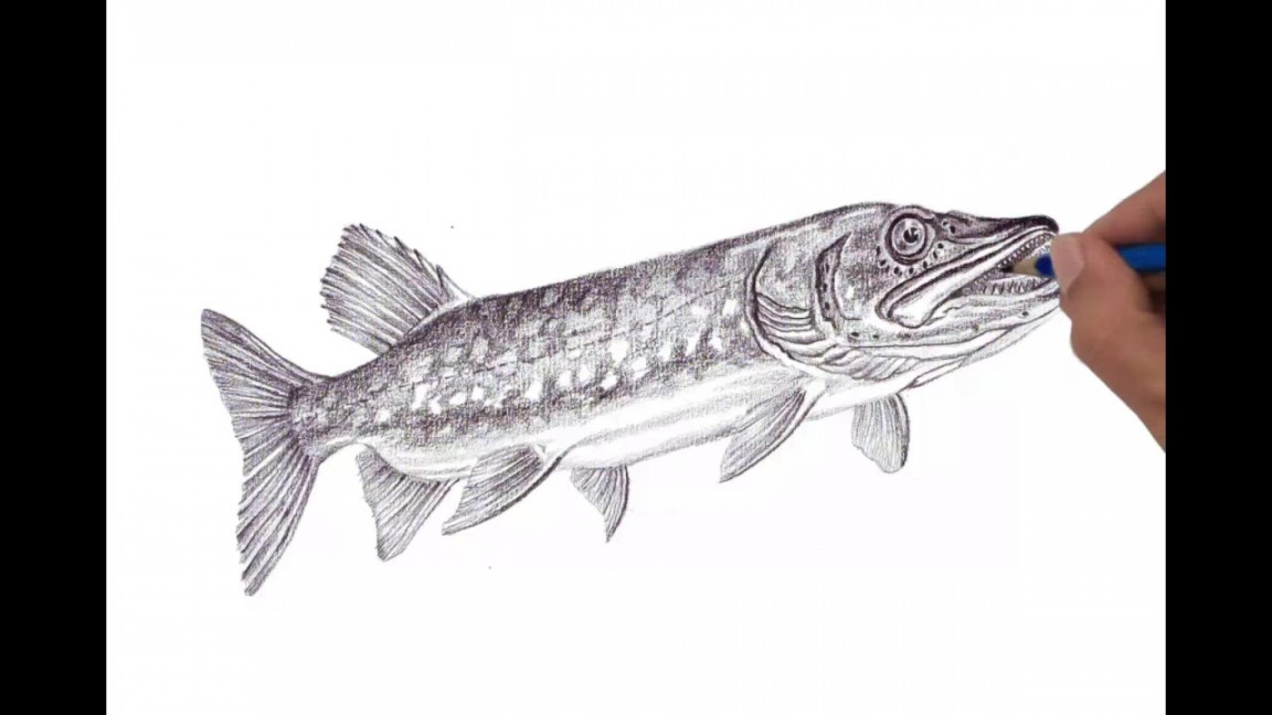 How to draw Northern Pike