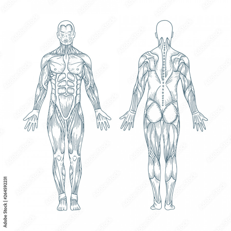 Human anatomy. Hand drawn human body anatomy