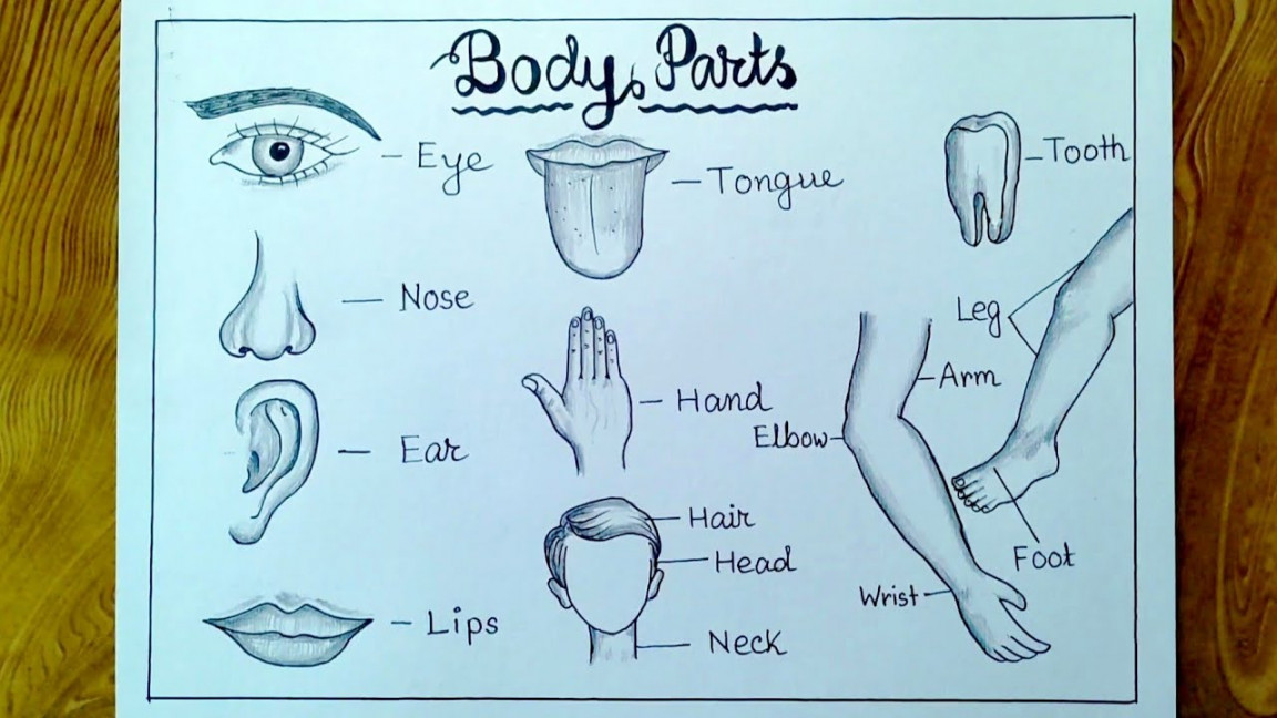 Human body parts drawing/ How to draw human parts easily