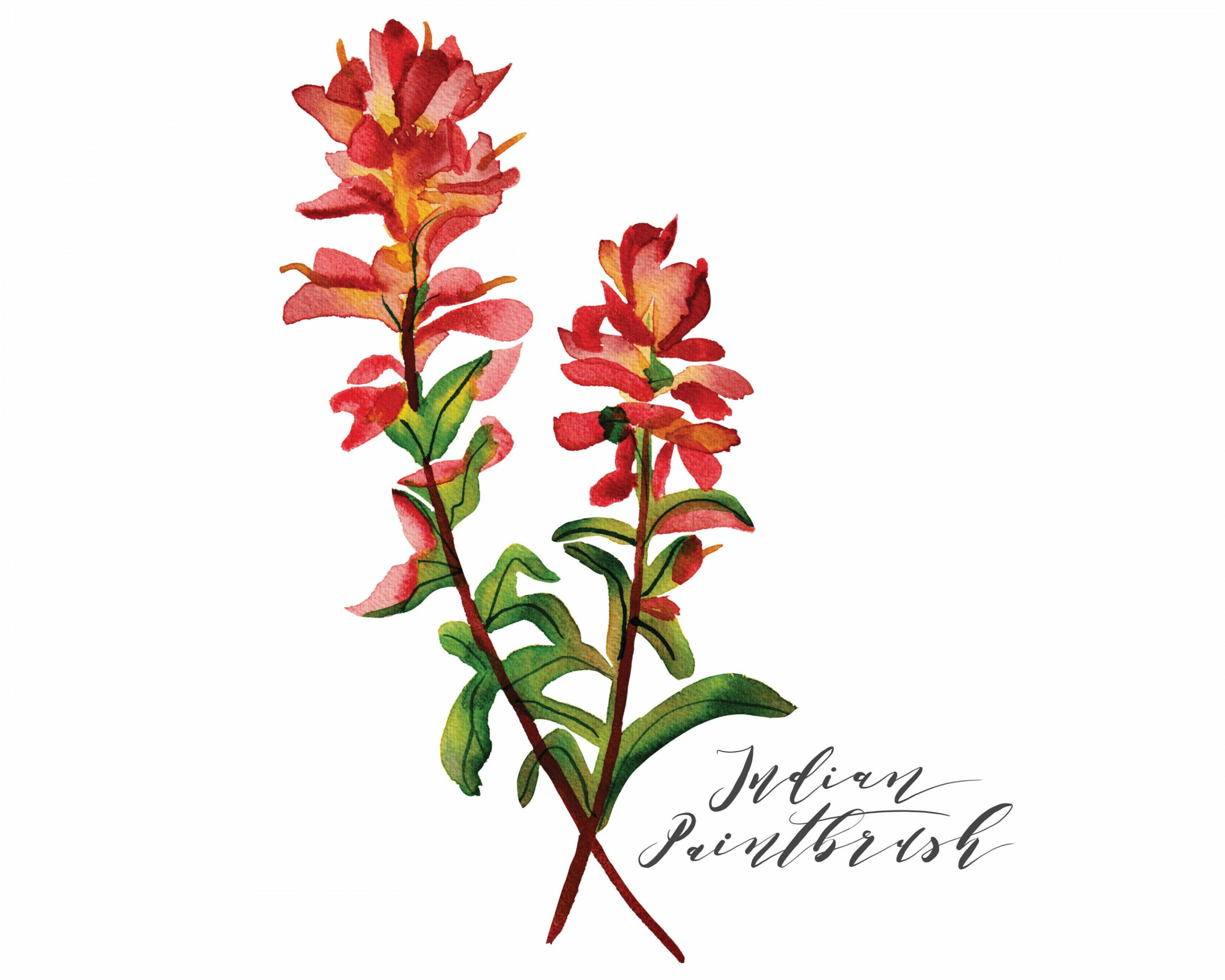 Indian Paintbrush Wildflower Watercolor Print - Etsy