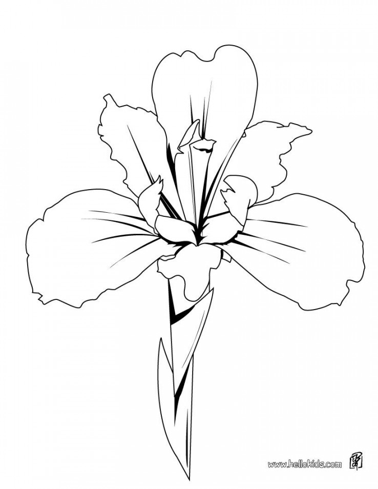 Iris details coloring pages - Hellokids