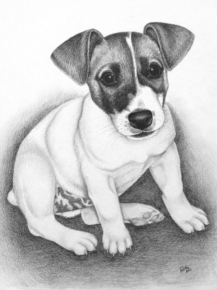 jack russell terrier  I Sketch Pets  Jack russell terrier, Jack