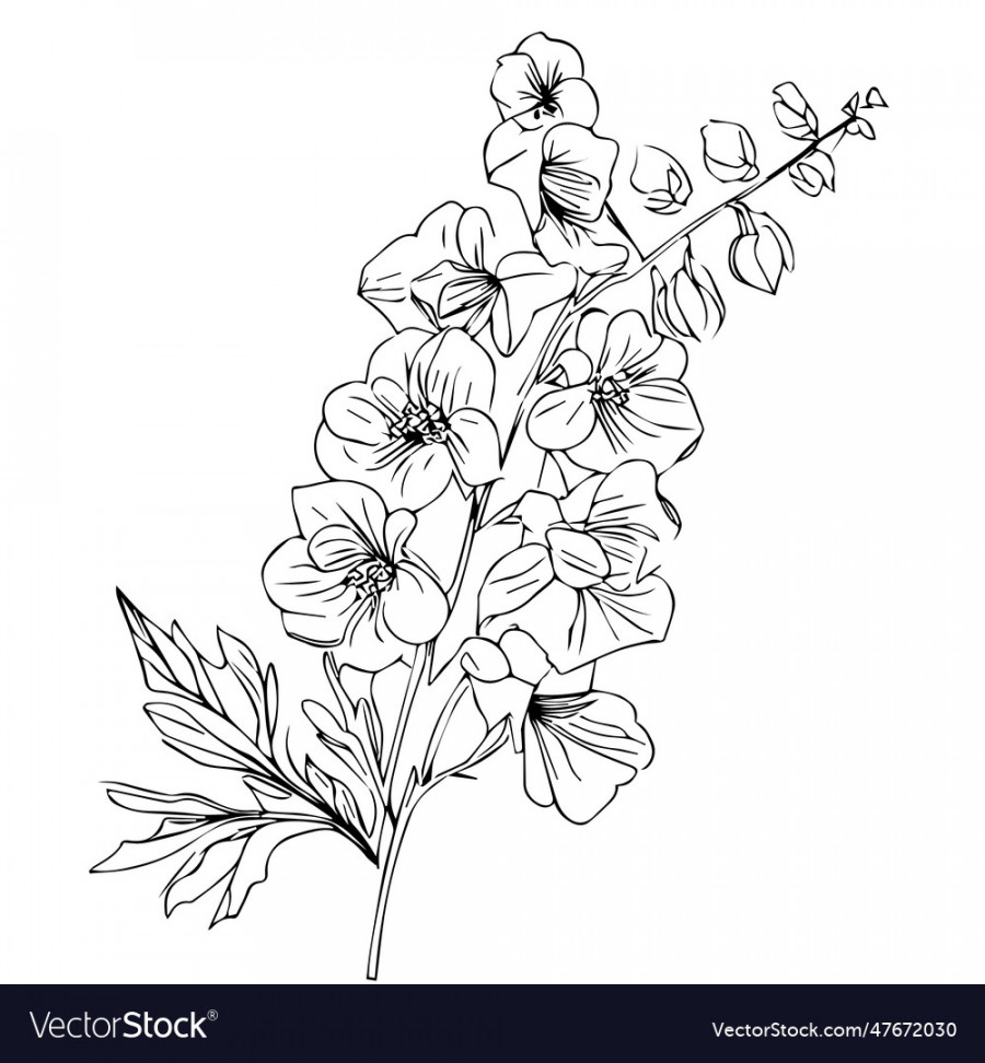 July birth flower larkspur drawing tattoo Vector Image