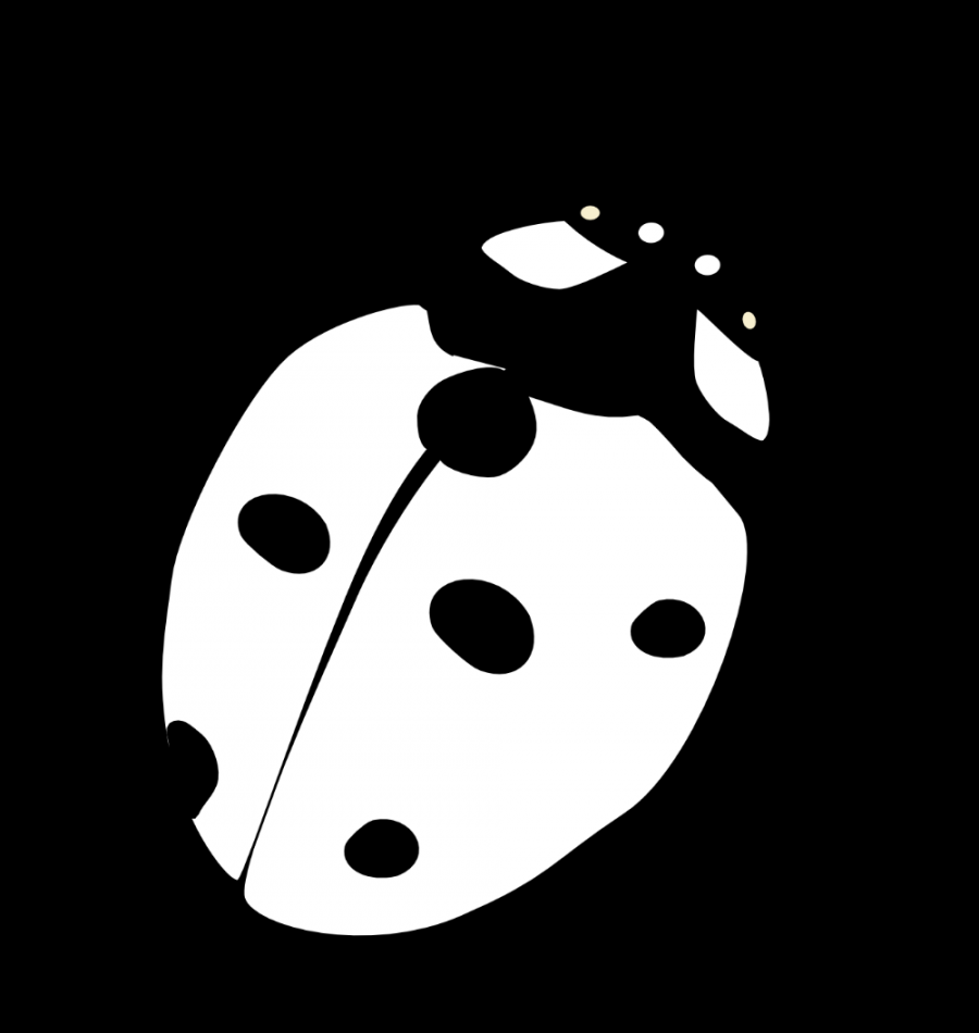 Ladybug Drawing Black And White  Clipart library - Free Clipart