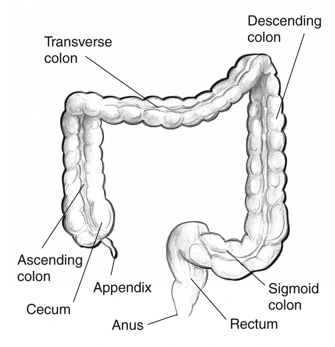 Large intestine with labels for the appendix, cecum, ascending