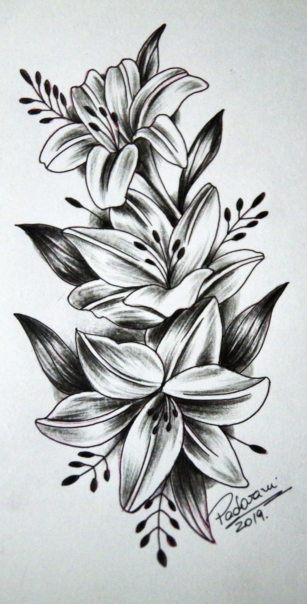 lily flower tattoo sketch  Lírios, Lirio tattoo, Tatuagens de lírios