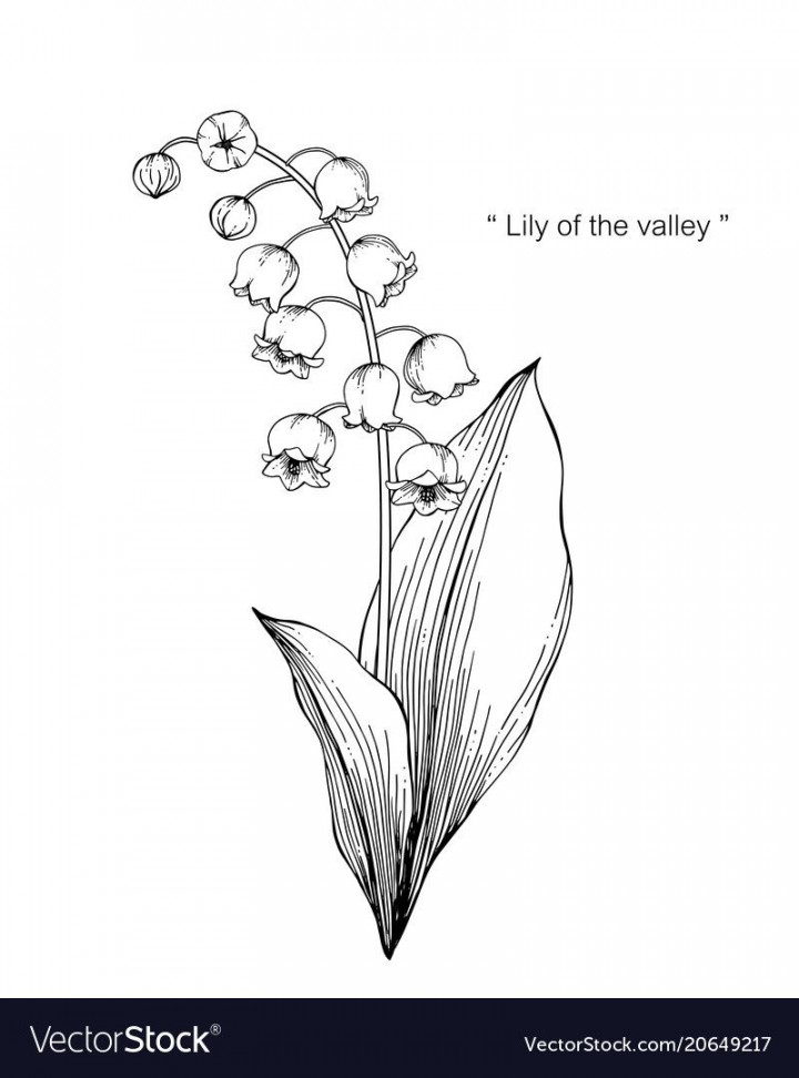 Lily of the Valley - May  Blumen zeichnung, Blumenzeichnung