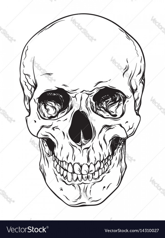 Line art human skull isolated Royalty Free Vector Image