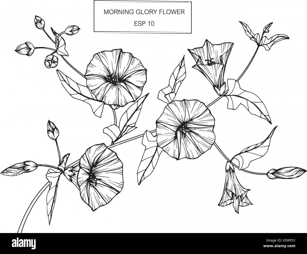 Morning glory flower drawing illustration