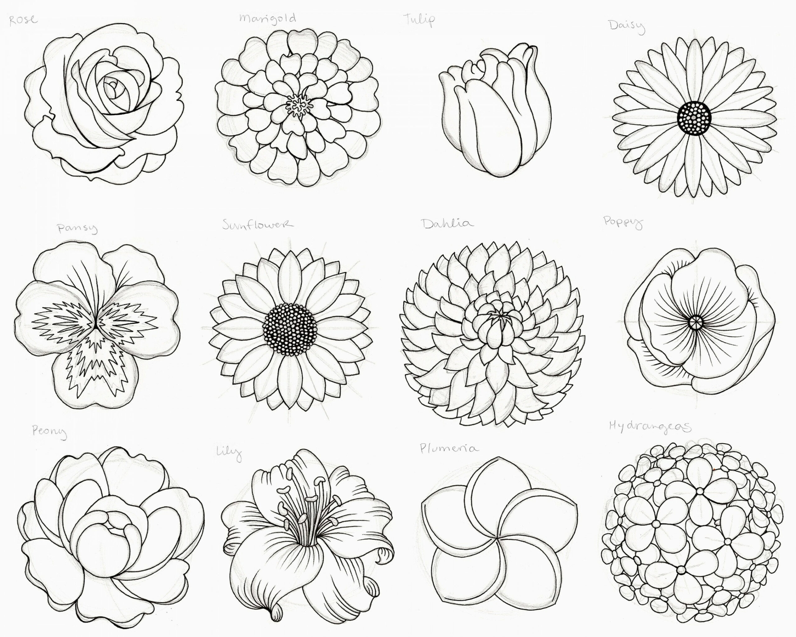 Nature, draw + outline flowers