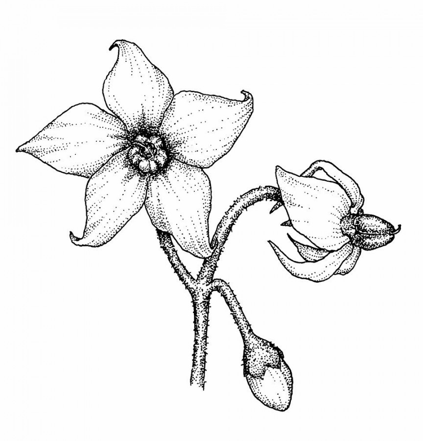 Nightshade Flowers   Flower sketches, Flower drawing, Nightshade