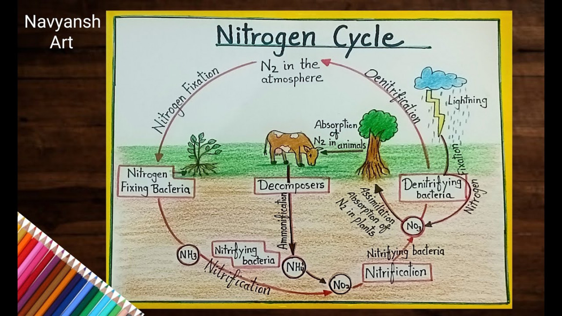 Nitrogen cycle diagram drawing/how to draw Nitrogen cycle labeled diagram  step by step