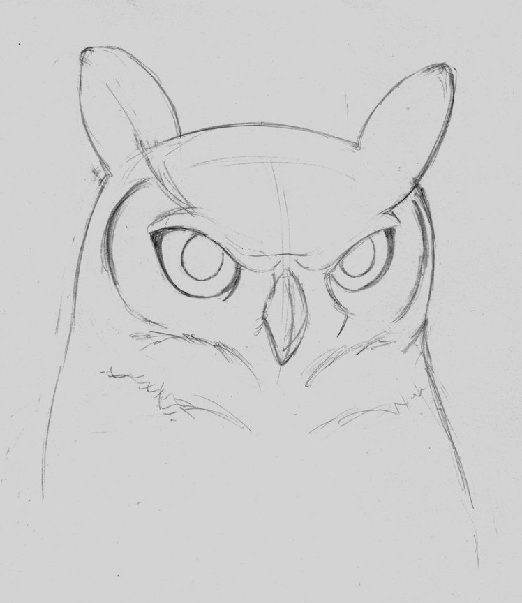 owls+tilted+head+drawing  Great Horned Owl head by Winged