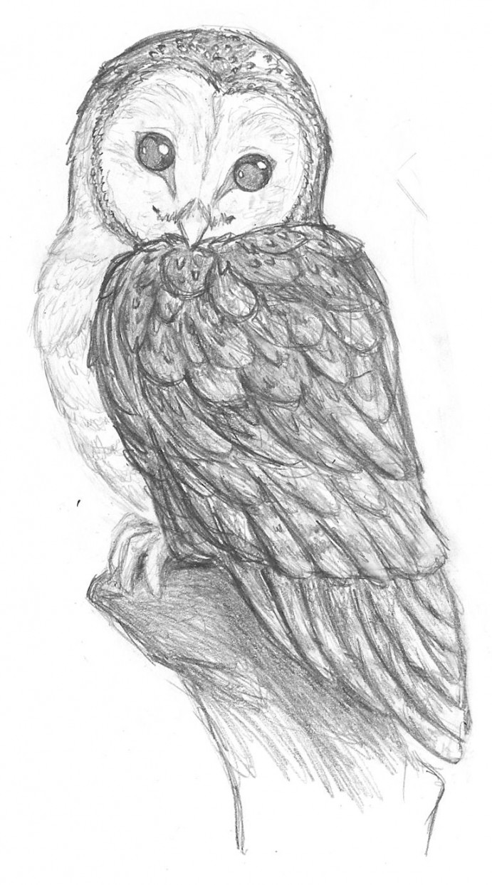 pegasusqueen barn owl pencil by the-snow-fox on deviantART