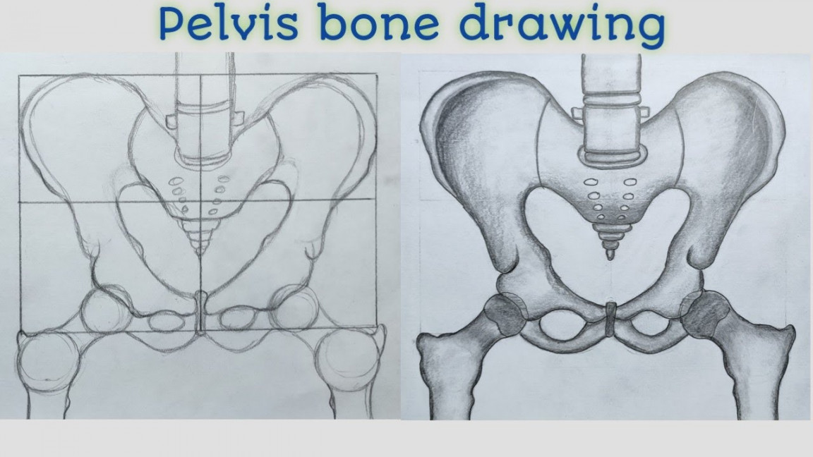 Pelvis bone anatomy drawing/How to draw pelvis bone diagram Anatomy drawing