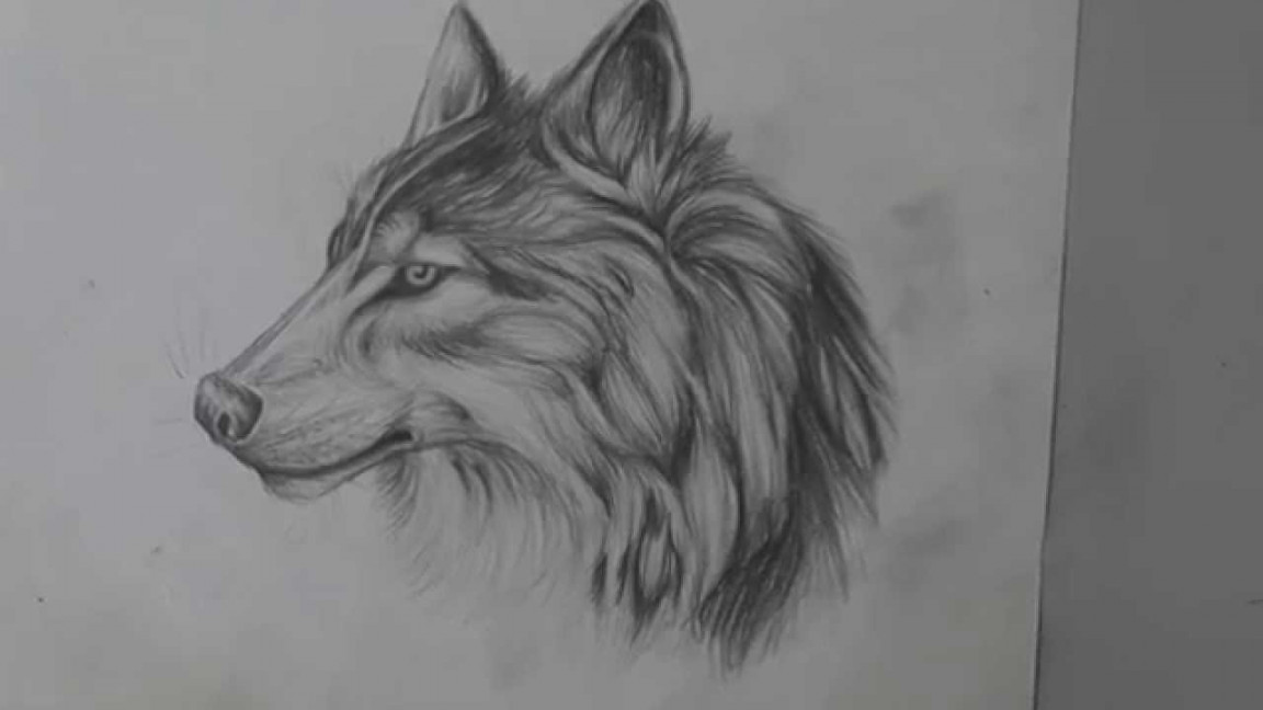 Pencil Drawing of a Wolf - Long Version