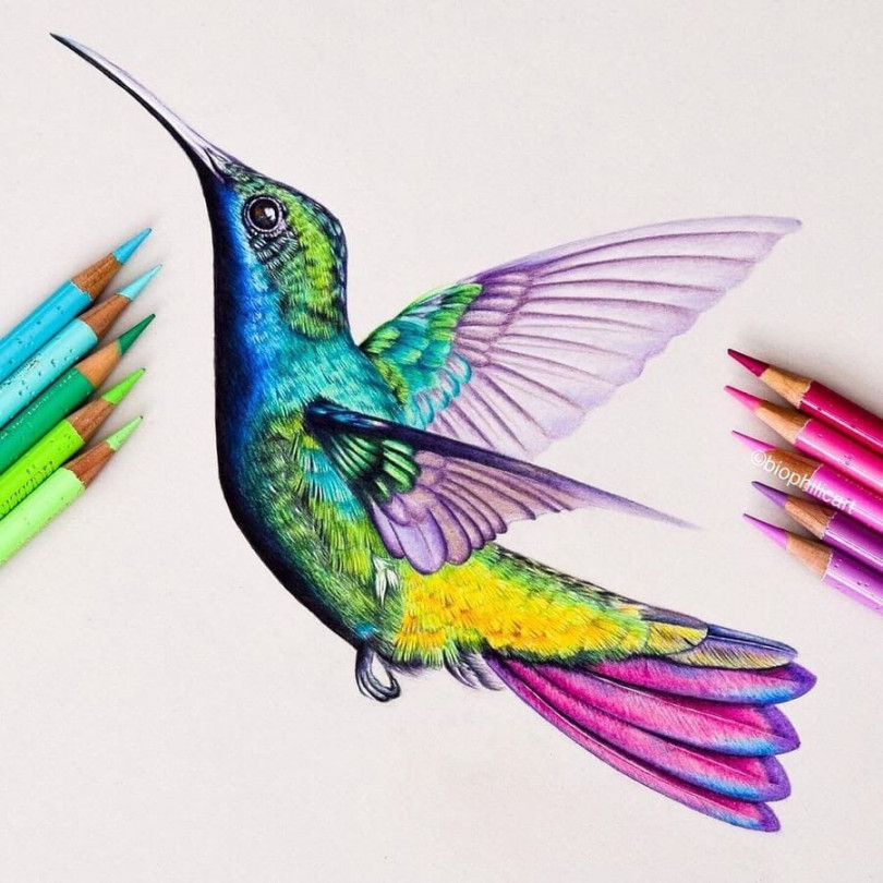 Pencil Realistic Animals  Hummingbird drawing, Prismacolor art