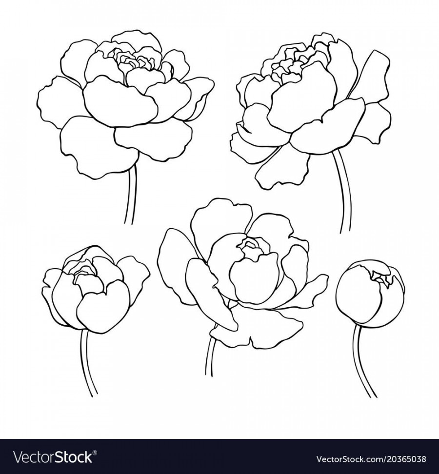 Peony line drawing. Vector hand drawn outline flower set