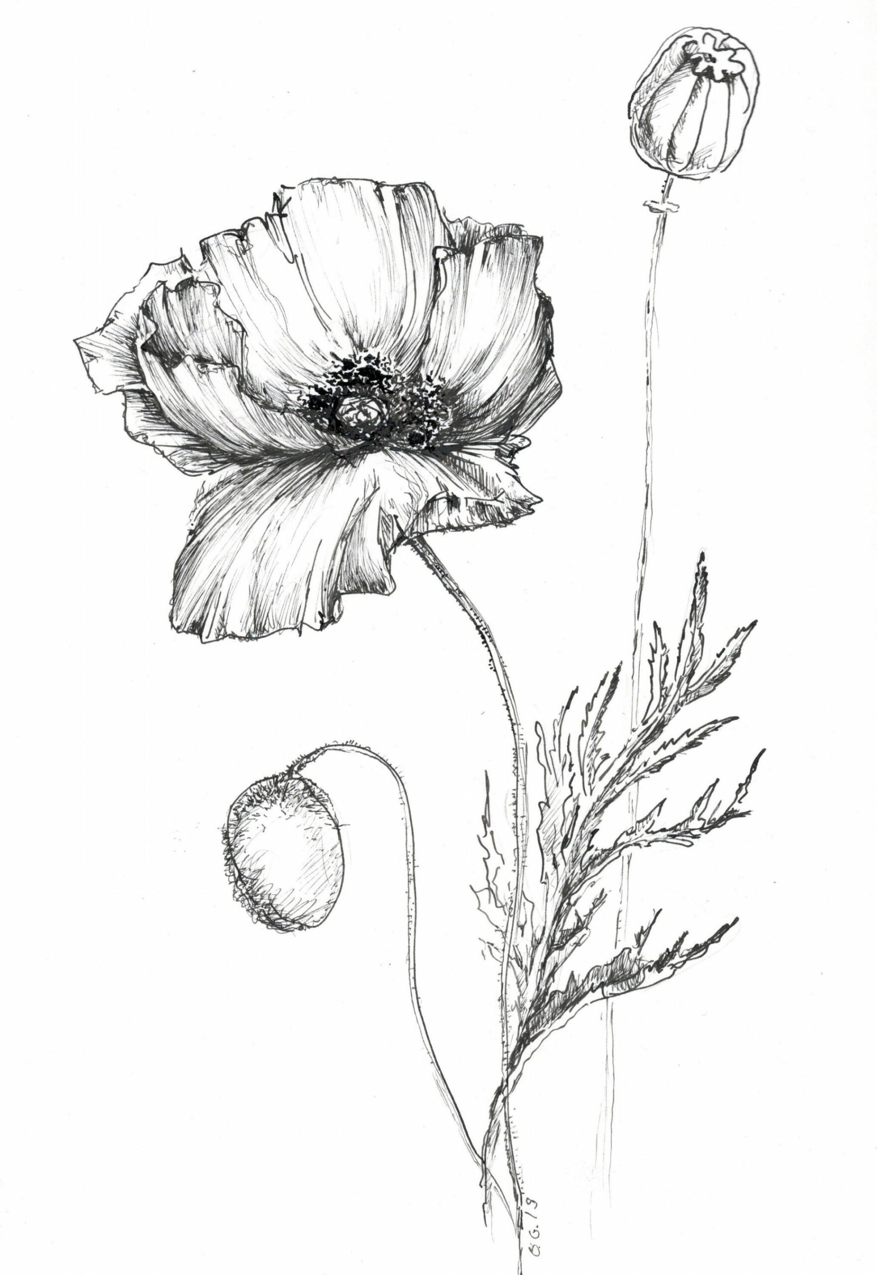 Poppy drawing, flower artwork, art print poppy, poppy flower