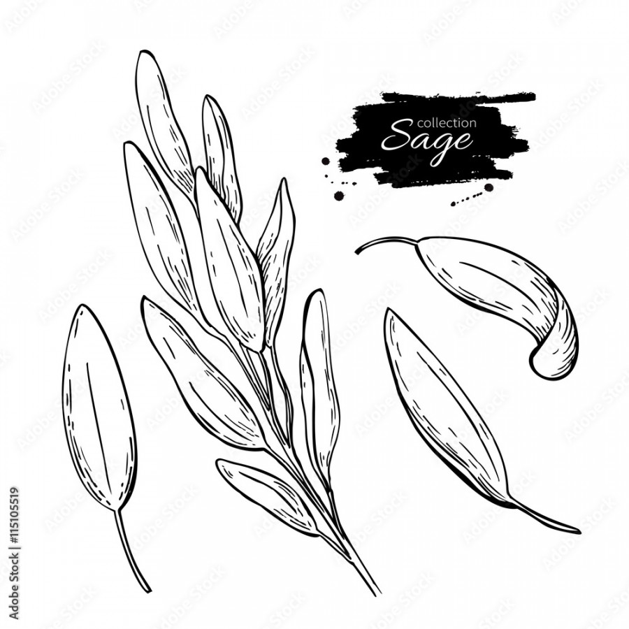 Sage vector drawing set. Isolated sage plant with leaves