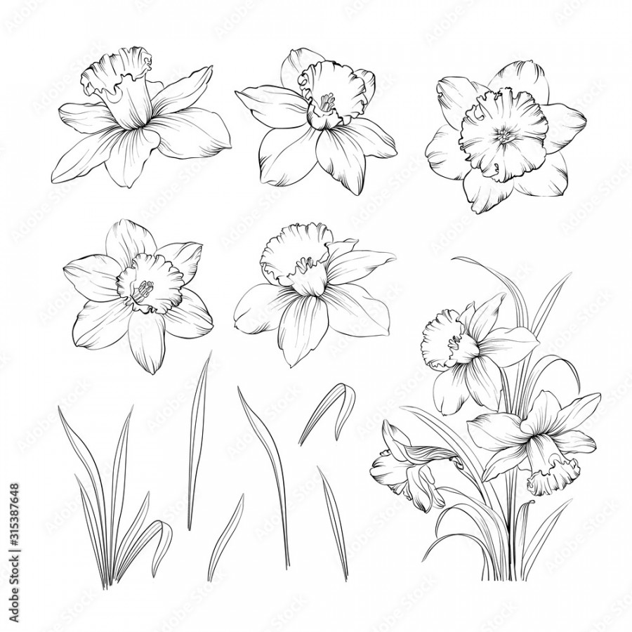 Set of line drawing narcissus. Daffodils blossom bundle