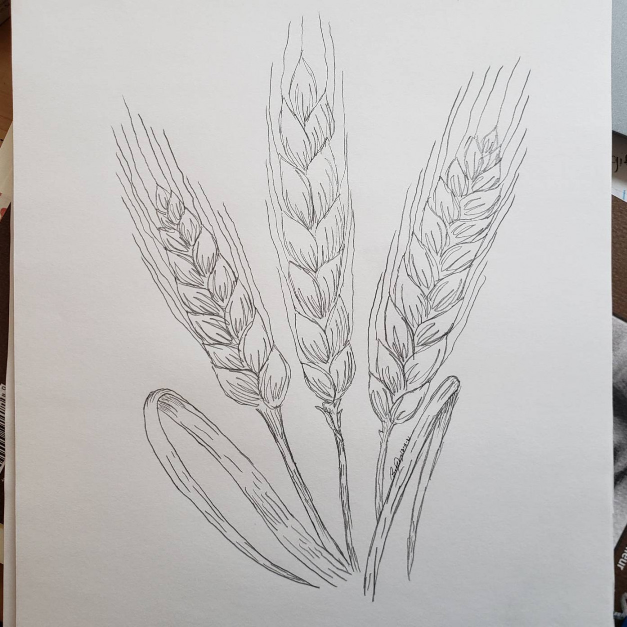 Simple Made-to-Order Wheat Pencil Drawing - Etsy