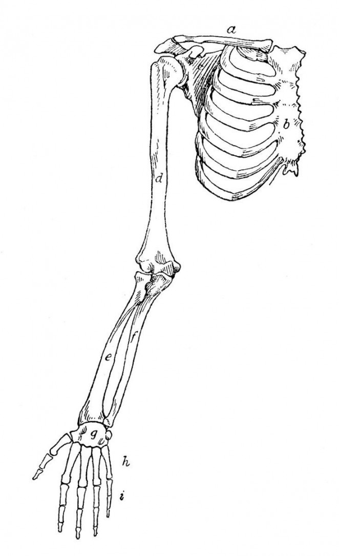 Skeleton drawings, Arm bones, Skeleton art drawing