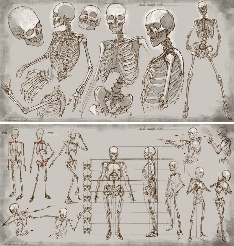 Skeleton  Human anatomy art, Skeleton drawings, Anatomy art