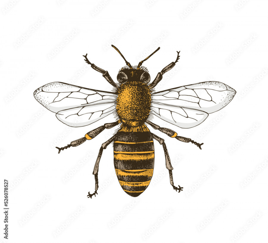 Sketch honey bee top view vector drawing