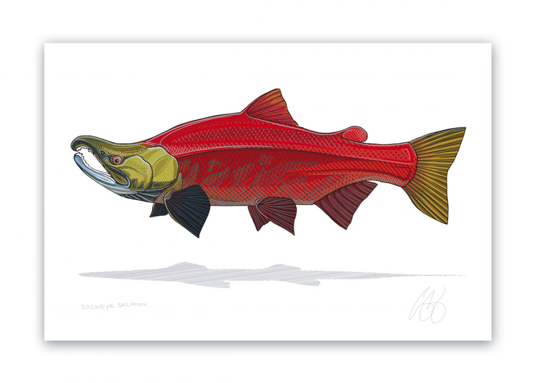 Sockeye Salmon Print