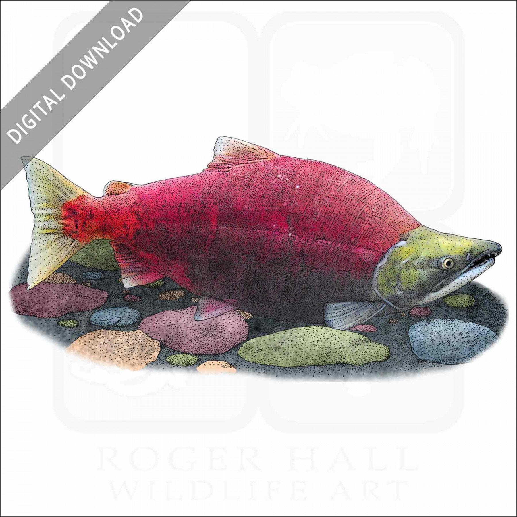 Stock Art Drawing of a Sockeye Salmon