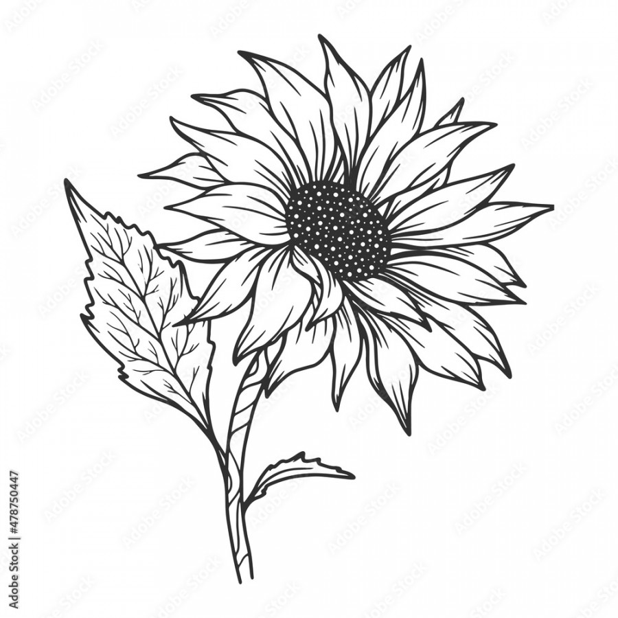 Sunflower Outline, Sunflower Line Art, Floral Line Drawing, black