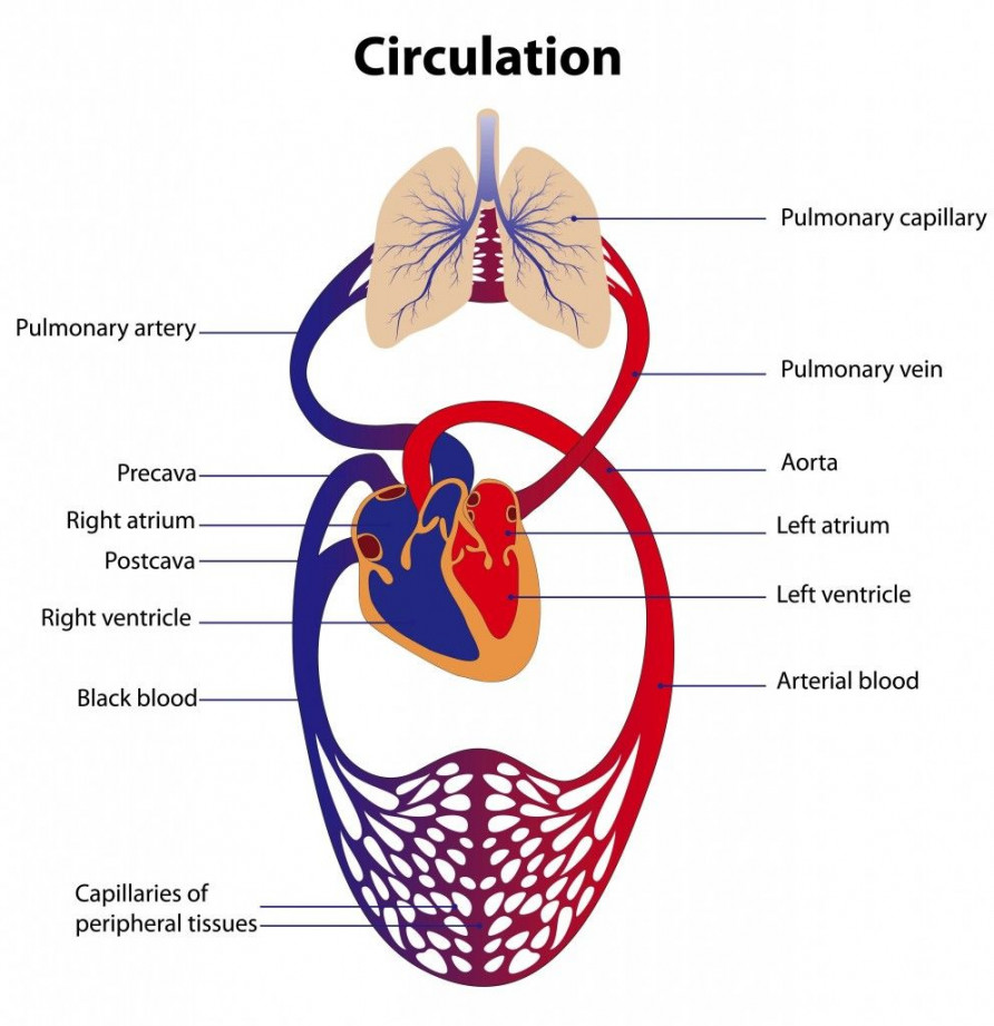 the circulatory system  Labeled Diagram Of The Circulatory