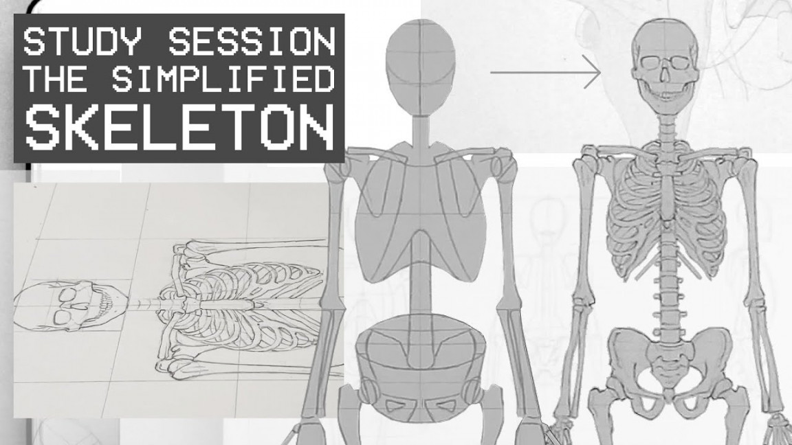 The Simplified Skeleton (Front View) - (Study Session)