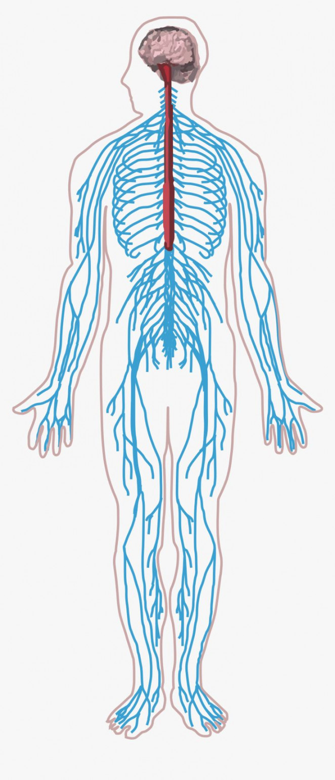 Thumb Image - Central Nervous System Drawing, HD Png Download is