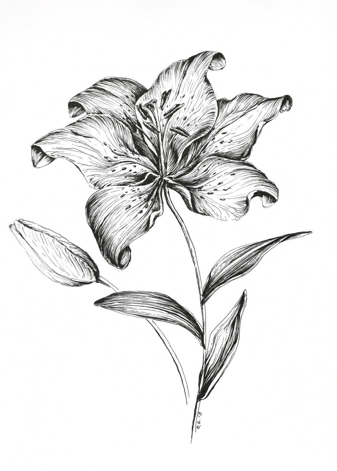 tiger lily drawing, flower wall art, flower prints, pen and ink flowers,  home decor art, black and white art, floral sketch, lilies drawing